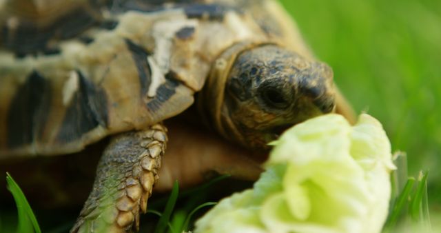 A tortoise enjoys a meal of lettuce outdoors, with copy space. Captured in a natural setting, the image emphasizes wildlife conservation and the simplicity of nature.