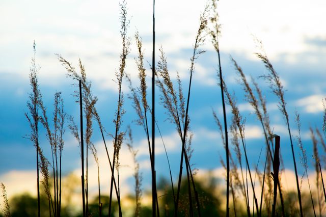 Tall grasses form delicate silhouettes against a vibrant blue and orange evening sky. The scene is tranquil and evokes the calmness of nature during sunset. This image can be used in projects related to nature, peaceful outdoor settings, agriculture, and relaxation.