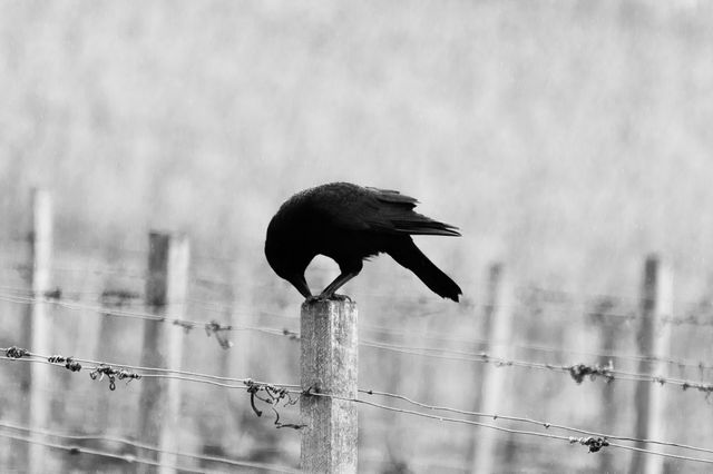 Black Crow Perched on Fence Post in Black and White - Download Free Stock Photos Pikwizard.com
