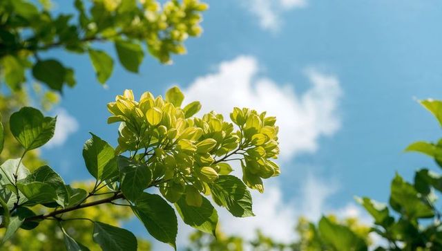 Sunlit yellow-green bracts blooming on tree branch with lush leaves against clear blue sky