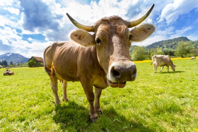 Close-up view of a curious cow standing on a lush green field in a mountainous area on a sunny day. Ideal for use in agricultural themes, countryside lifestyle promotions, or environmental awareness materials. Perfect for illustrating the beauty of rural landscapes and farm life.