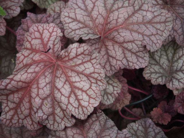 Ideal for use in gardening websites, horticulture blogs, or nature magazines to illustrate the beauty and intricate details of Heuchera foliage. Wonderful for articles focused on ornamental plants, landscaping ideas, or plant identification guides.