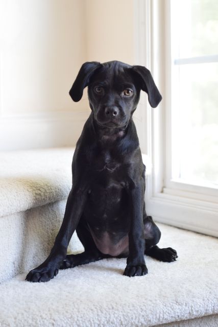 Adorable black puppy sits on a carpeted staircase inside a well-lit home near a window. The pup peers innocently ahead, capturing natural light. Ideal for newsletters, pet care commercials, blogs about dog training, and home decor background needs.