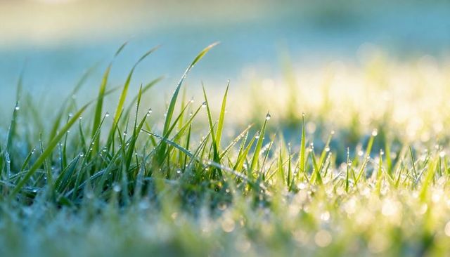 Dew-kissed morning grass close-up showing sparkling blades with dew droplets and bokeh