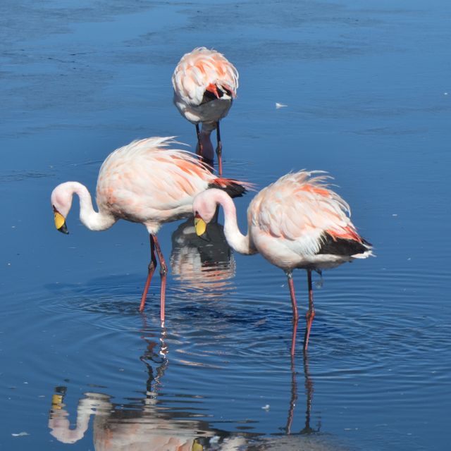 Three flamingos are standing in the shallow water, creating a vivid reflection of their pink and white plumage. Great for themes on nature, wildlife, and bird watching. Useful for articles, websites, and educational material discussing flamingo habitats and conservation.