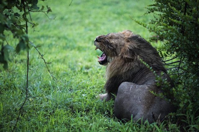 Lions Resting in African Wild Grasslands - Download Free Stock Photos Pikwizard.com