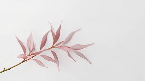 Pastel eucalyptus branch drifting across white background minimalist botanical loop