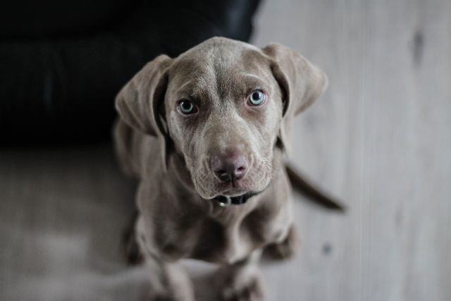This image shows an adorable Weimaraner puppy with blue eyes looking up, likely seeking attention or affection. Perfect for use in animal and pet-related promotions, advertisements, blog posts, and social media content focused on pet care, dog training, or the captivating charm of puppies.
