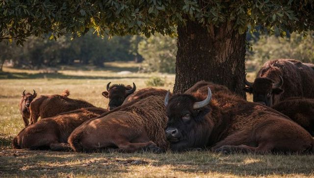 Resting american bison herd with calf under broadleaf shade in sunlit grassland meadow