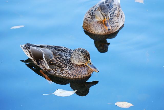 Two mallard ducks floating on a calm water surface reflecting their images. This peaceful scene captures the simplicity of nature and the tranquility of wildlife in its environment. Ideal for use in nature-themed projects, wildlife conservation content, educational materials, and decorative nature prints.