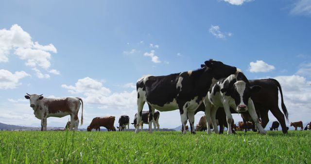 Cows standing and grazing on a lush green field on a sunny day with a bright blue sky and scattered clouds. Ideal for agricultural advertisements, farm product promotions, rural lifestyle blogs, and educational materials on farming and livestock management.