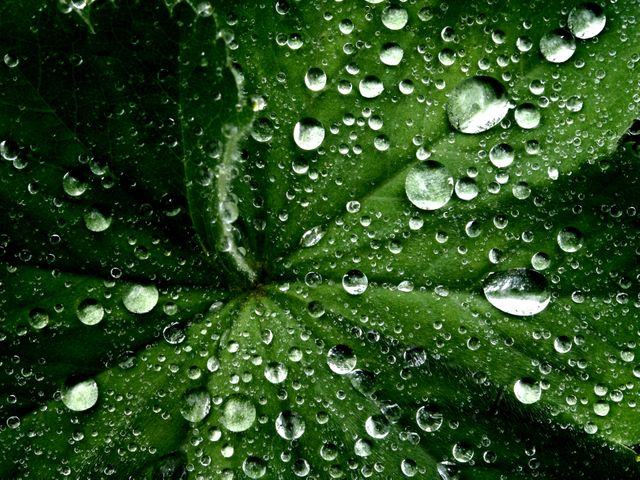 Close-up of green leaf covered with dew drops, perfect for use in environmental, botanical, or nature-themed projects. Great for promoting freshness, natural beauty, and eco-friendly concepts in visual content.