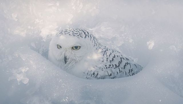 Snowy owl nestling in ice hollow with frosted plumage and piercing yellow eyes