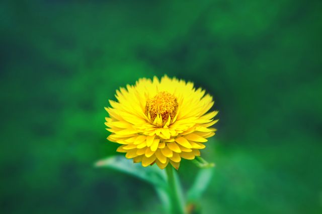 This image captures a vibrant yellow flower in full bloom against a rich green background. Ideal for use in gardening blogs, nature-centric campaigns, and floral arrangement advertisements. Perfect for adding a touch of natural beauty and bright hues to any project.