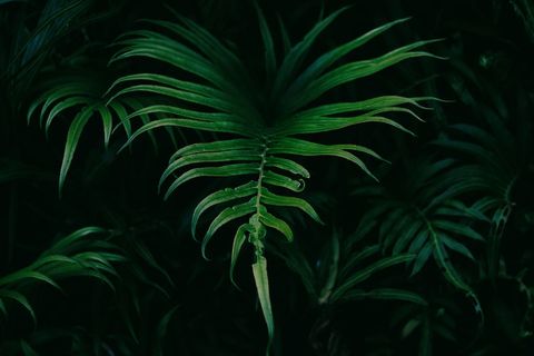 Tropical green foliate dark background lushness
