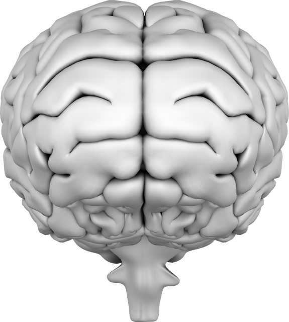 Three-dimensional rendering displaying a top view of a human brain on a transparent background, providing an engaging visual for concepts related to mental health, psychological studies, neuroscience education, and medical illustrations. Ideal for use in educational materials, informative publications, healthcare content, powerpoint presentations, and academic websites to highlight the human brain's key role in mental processes and overall mental health.