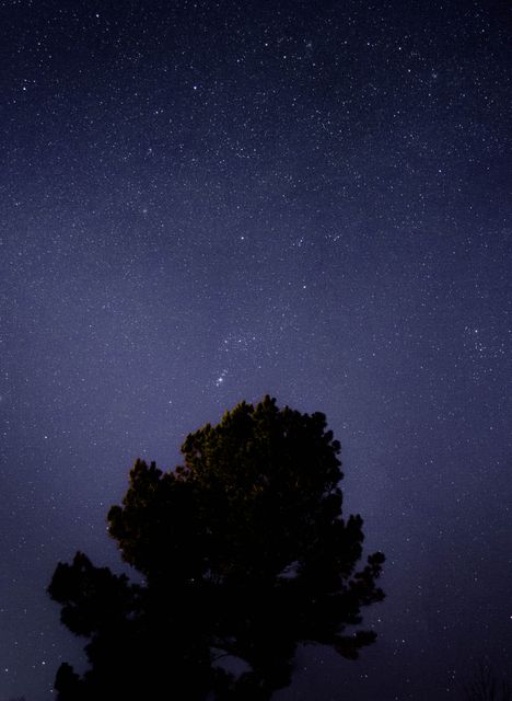 Majestic Night Sky with Starry Umbra Silhouette of Pine Tree - Download Free Stock Photos Pikwizard.com