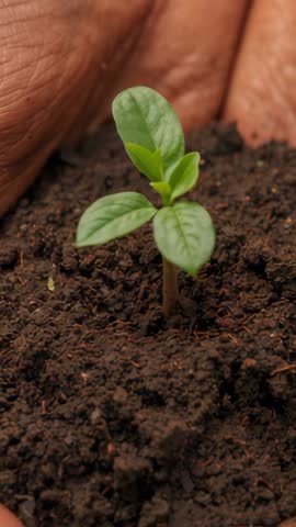 Seedling Growing in Rich Soil While Gardener Hands Steadying Base Vertical Video