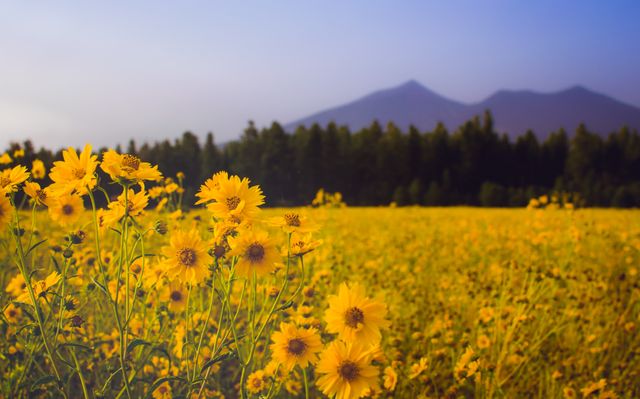 Bright yellow sunflowers blooming in a vast field, contrasted by a tree line and mountains under a clear, blue sky. This serene, nature-filled scene is perfect for use in backgrounds, travel blogs, nature magazines, calendars, and environmental awareness campaigns.