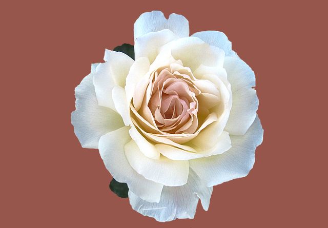 Close-up of Beautiful White Rose on Brown Background - Download Free Stock Photos Pikwizard.com