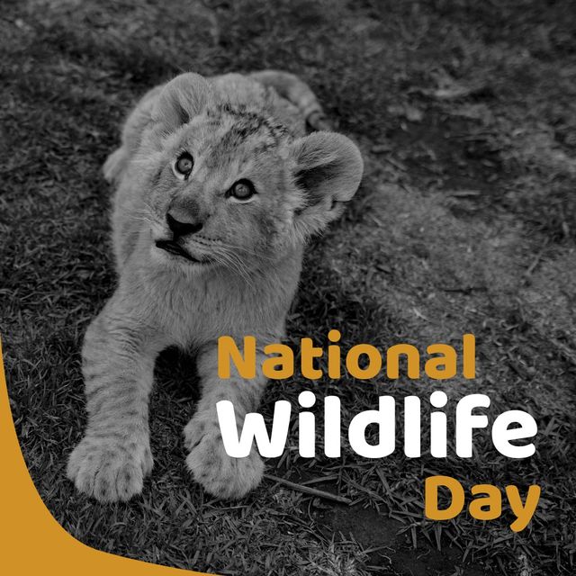 Lion cub depicted in captivating black and white image with National Wildlife Day text. Ideal for promoting wildlife conservation events, educational materials, environmental awareness campaigns, and social media posts raising awareness about endangered species and conservation efforts.