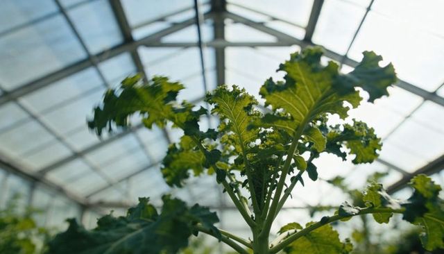 Growing kale reaching toward greenhouse glass panels with sunlit curly leaves