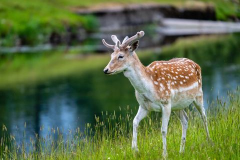 Young buck grazing by serene lake in nature