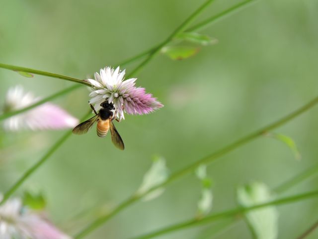 This close-up image of a honeybee pollinating a pink flower against a blurred green background is ideal for nature journals, educational materials about pollinators, gardening blogs, and environmental conservation campaigns. The tranquil scene can be used for relaxation and meditation apps as well.