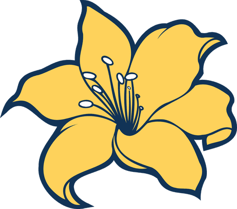 Yellow flower bloom with bold blue outline transparent background
