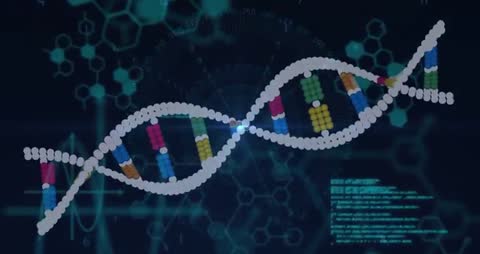 Rotating DNA Helix with Digital Interface for Genetic Analysis