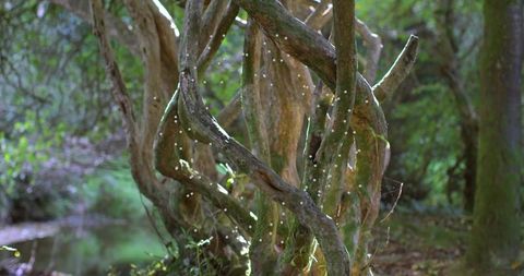 Twisting gnarled trunks entwining vines along mossy woodland stream