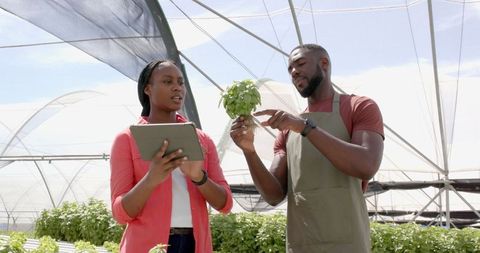 Agriculture experts examining basil in high-tech greenhouse