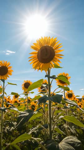Vertical video of towering backlit sunflower under blazing sun in golden summer field