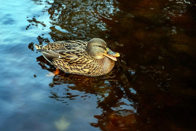 Duck swimming in tranquil pond on a sunny day. Perfect for nature blogs, wildlife websites, educational content about birds, or decorative prints for nature enthusiasts.