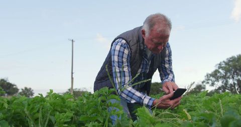 Senior Farmer Uses Technology to Monitor Crop Health in Field