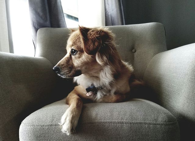 Small brown dog relaxing on a comfortable upholstered chair by a window with curtains, appearing calm and attentive. Great for illustrating pet care, home decor, and comfortable living environments.