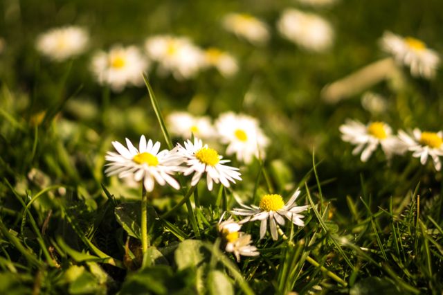 Close-Up Shot of White Daisies Blooming in Sunny Field - Download Free Stock Photos Pikwizard.com