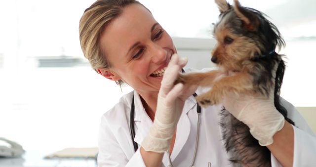 Smiling Veterinarian Examining Happy Yorkshire Terrier - Download Free Stock Images Pikwizard.com