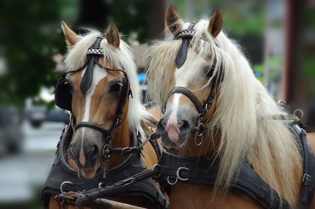 Two Haflinger horses in harness are standing side by side, showcasing their characteristic blonde manes. These horses are commonly used for farm work and rural transportation. Ideal for depicting agricultural life, livestock breeding, animal husbandry, and countryside scenes.