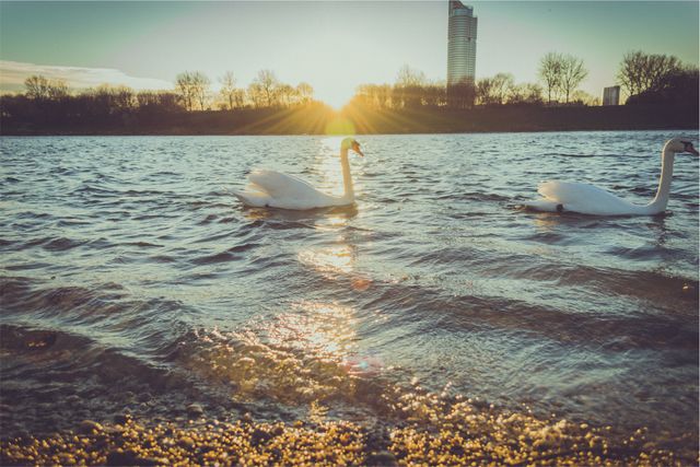 Swans are gliding on a lake during a serene sunset. The photo captures the reflection of the sun on water, tranquil waves, and urban skyline in the background. This can be used for websites or projects focusing on nature, tranquility, and urban parks. It is suitable for advertisements highlighting peacefulness, relaxation, or city escape experiences.