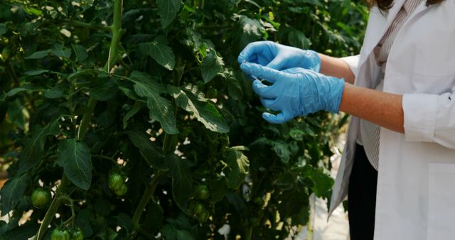 Scientist Examining Tomato Plants in Greenhouse - Download Free Stock Images Pikwizard.com