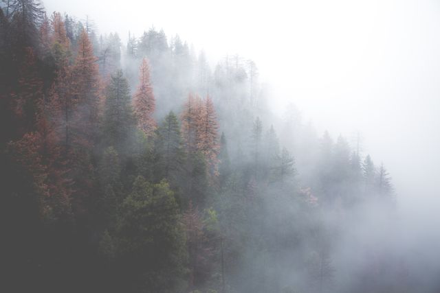 Misty Forest on Foggy Mountain Slope with Evergreen Trees - Download Free Stock Photos Pikwizard.com