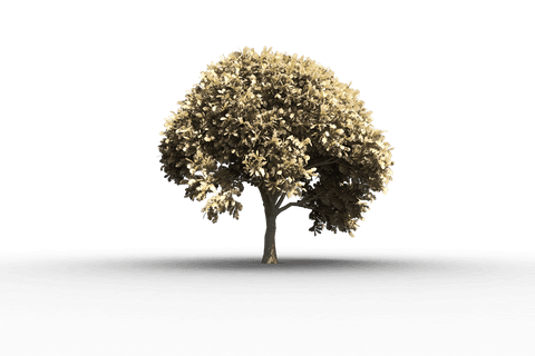 Full Lush Tree Silhouette on Transparent Background - Download Free Stock Videos Pikwizard.com