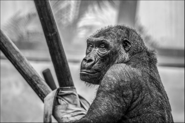 Majestic Gorilla Looking Back in Black and White - Download Free Stock Photos Pikwizard.com