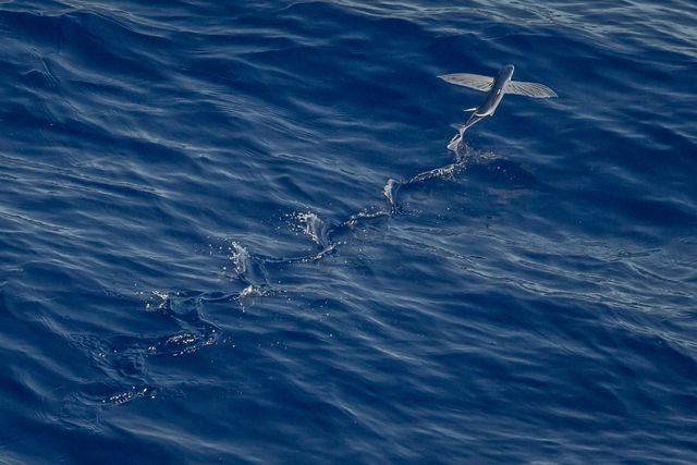 Flying fish gliding above open ocean captured from an aerial view. Perfect for marine life themes, education on aquatic animals, environmental campaigns, and science-related content.