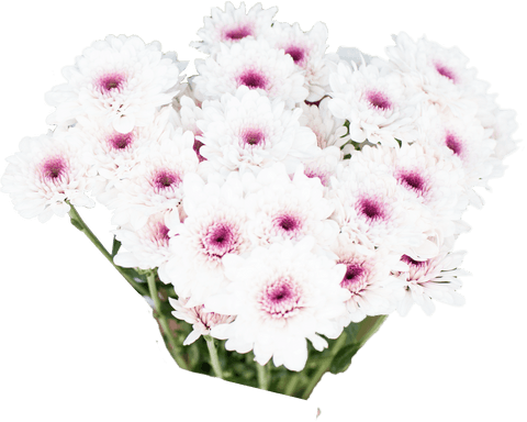 Beautiful Purple and White Flowers Isolated on Transparent Background