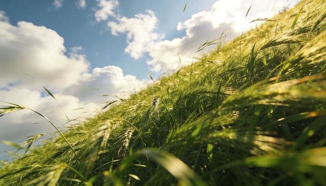 Rippling green meadow grass on sunlit slope with drifting clouds, warm backlight and breeze