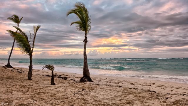 Swaying palm trees on a sandy beach during a beautiful sunset with dramatic clouds over the ocean. Ideal for travel websites, vacation brochures, relaxation themes, and scenic nature images.