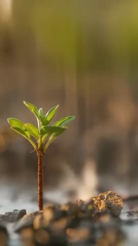 Vertical video watering seedling forming puddle around stem showing growth and renewal
