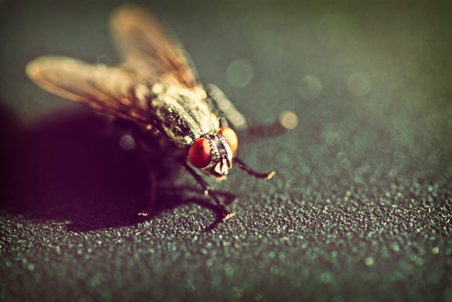 This vivid macro captures a housefly with striking red eyes against a dark background. Detailed image showcases tiny features perfectly suited for educational materials, nature blogs, and scientific publications about insects and their behavior.